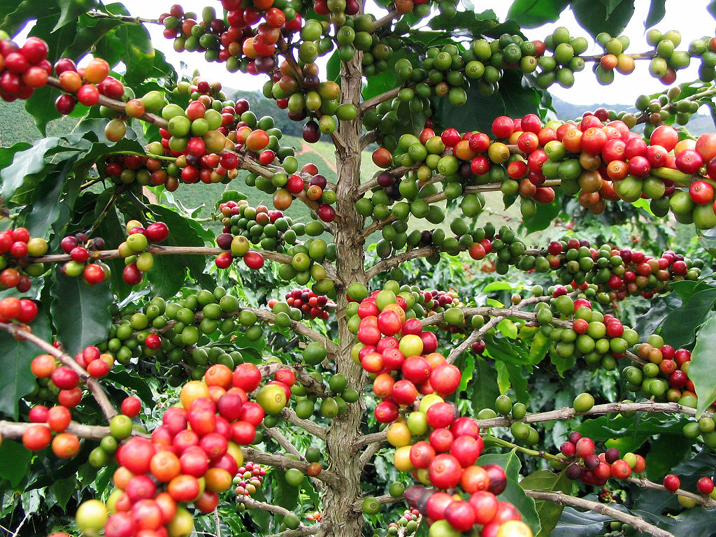 Cacao en Origen