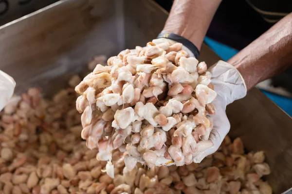 Fermentación de Cacao
